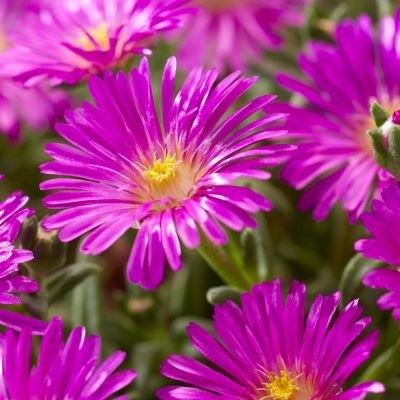 Delosperma Ocean violet ® - Leaderplant