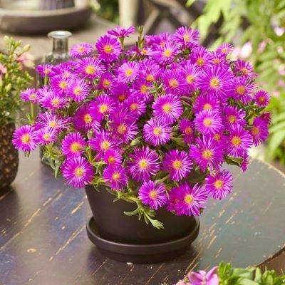 Delosperma Ocean violet ® - Leaderplant