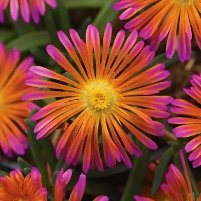 Delosperma Ocean Sunset® Orange glow - Leaderplant
