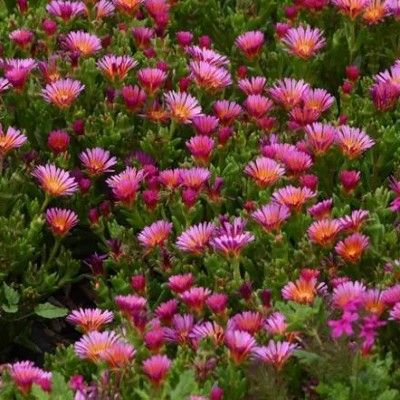 Delosperma Ocean Sunset® Orange glow - Leaderplant