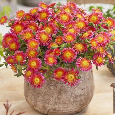 Delosperma Ocean Sunset® Orange glow - Leaderplant