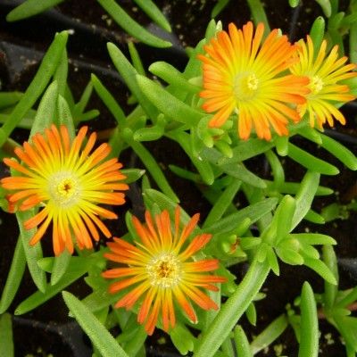 Delosperma Orange Wonder ® - Leaderplant