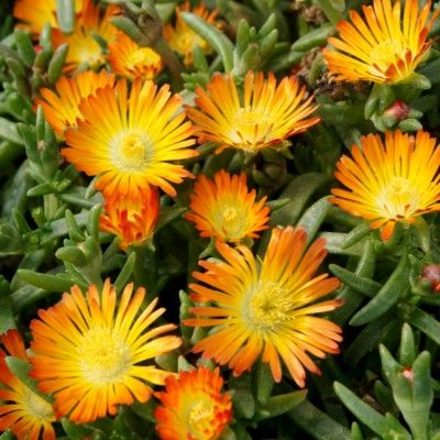 Delosperma Orange Wonder ® - Leaderplant
