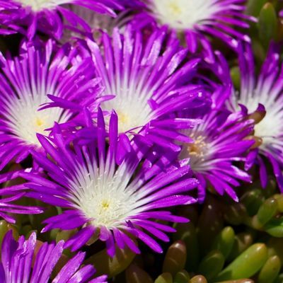 Delosperma Splendid - Leaderplant
