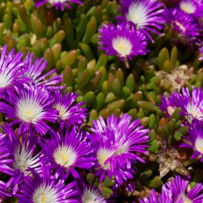 Delosperma Splendid - Leaderplant