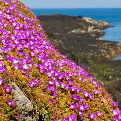 Delosperma Splendid - Leaderplant