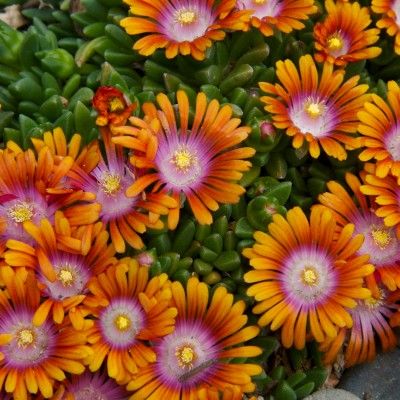 Delosperma Sundella Apricot ® - Leaderplant