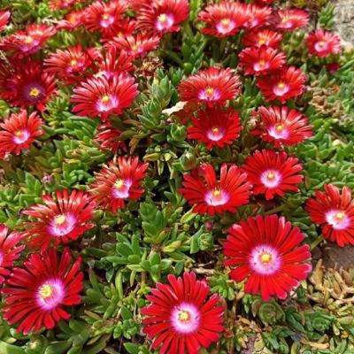 DELOSPERMA SUNDELLA RED - Leaderplant