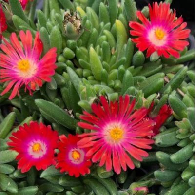 DELOSPERMA SUNDELLA RED - Leaderplant