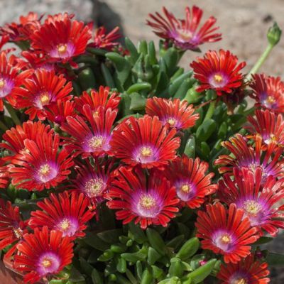 DELOSPERMA SUNDELLA RED - Leaderplant