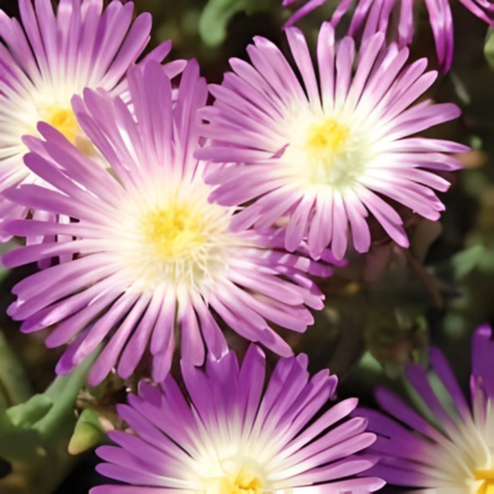 Delosperma Violet Wonder ® en mini-motte - Leaderplant