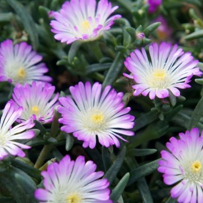 Delosperma Violet wonder ® - Leaderplant