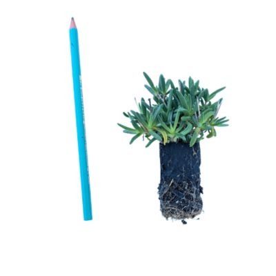 Delosperma White Wonder ® en mini-motte - Leaderplant