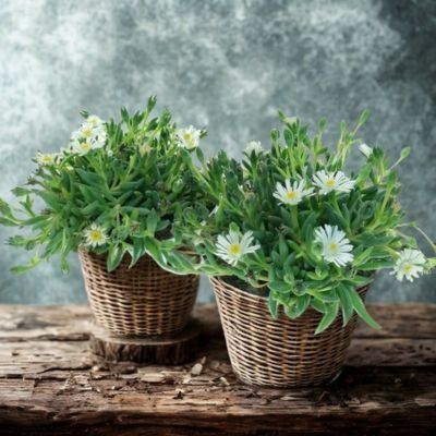 Delosperma White Wonder ® en mini-motte - Leaderplant