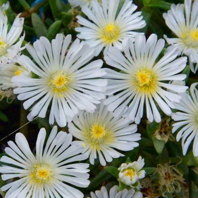 Delosperma White Wonder ® - Leaderplant