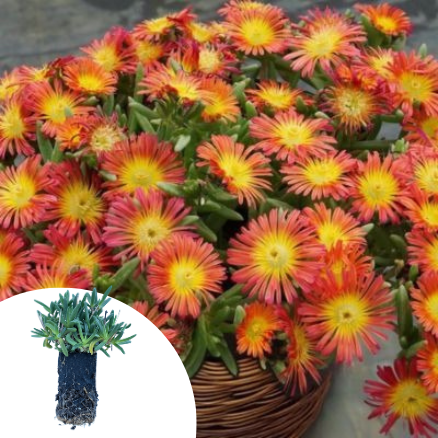 Delosperma Fire Wonder ® en mini-motte - Leaderplant