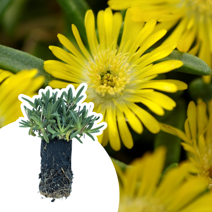 Delosperma Golden Wonder ® en mini-motte - Leaderplant