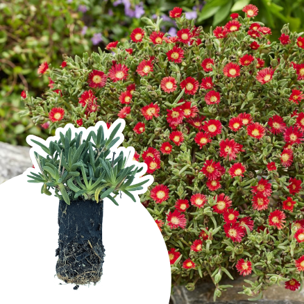 Delosperma Hot Red Wonder en mini-motte - Leaderplant