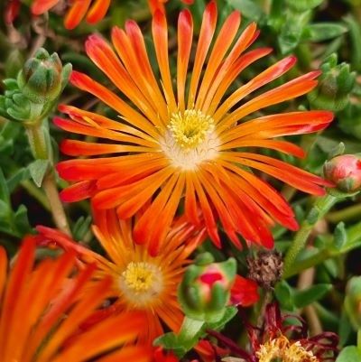 Delosperma Ocean Orange Vibe ®  - Leaderplant
