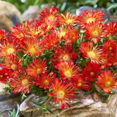 Delosperma Ocean Orange Vibe ®  - Leaderplant