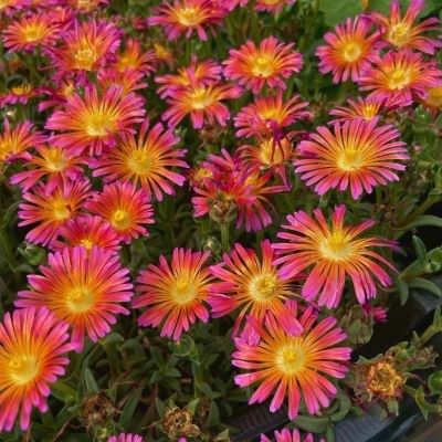 Delosperma Ocean Orange Vibe ®  - Leaderplant