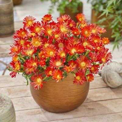 Delosperma Ocean Orange Vibe ®  - Leaderplant