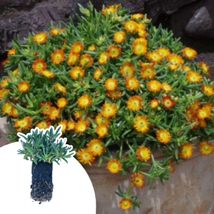 Delosperma Orange Wonder ® en mini-motte - Leaderplant