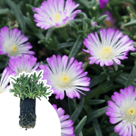 Delosperma Violet Wonder ® en mini-motte - Leaderplant