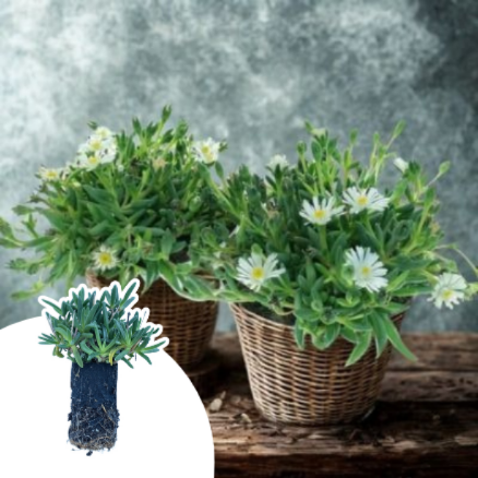 Delosperma White Wonder ® en mini-motte - Leaderplant