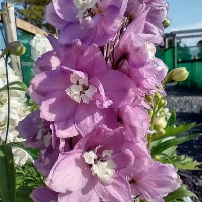 Delphinium Pied d'Alouette Astolat - Leaderplant