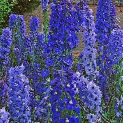 Delphinium Pied d'Alouette Black Knight - Leaderplant