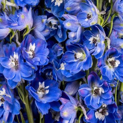 Delphinium Pied d'Alouette Blue Bird - Leaderplant