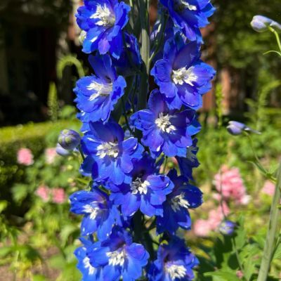 Delphinium Pied d'Alouette Blue Bird - Leaderplant