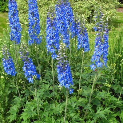 Delphinium Pied d'Alouette Blue Bird - Leaderplant