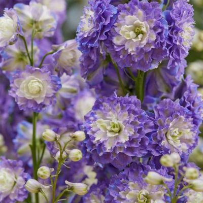 Delphinium Pied d'Alouette Bolero ® - Leaderplant