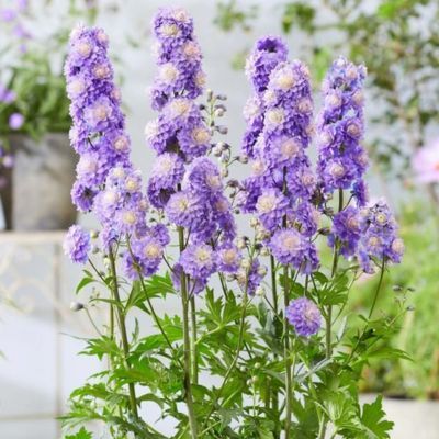 Delphinium Pied d'Alouette Bolero ® - Leaderplant