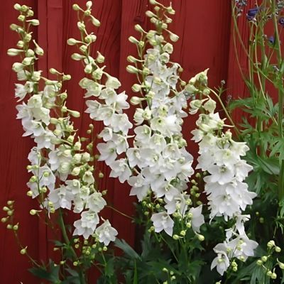 Delphinium Pied d'Alouette Casablanca - Leaderplant