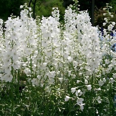 Delphinium Pied d'Alouette Casablanca - Leaderplant