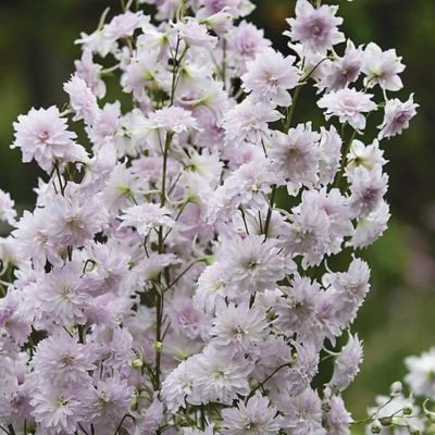 Delphinium Pied d'Alouette Cha Cha  - Leaderplant