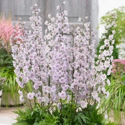 Delphinium Pied d'Alouette Cha Cha  - Leaderplant