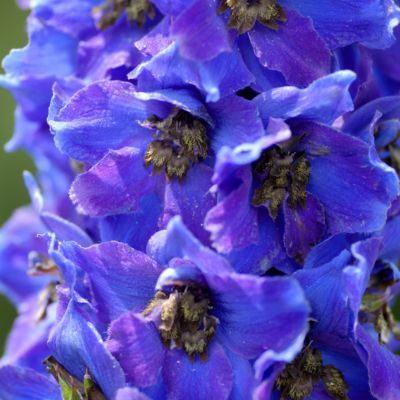 Pied d'Alouette Giant Pacific Blue jay - Leaderplant