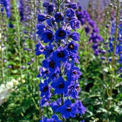 Pied d'Alouette Giant Pacific Blue jay - Leaderplant