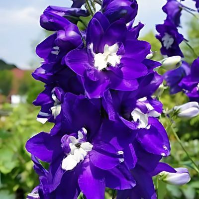 Delphinium Pied d'Alouette King Arthur - Leaderplant