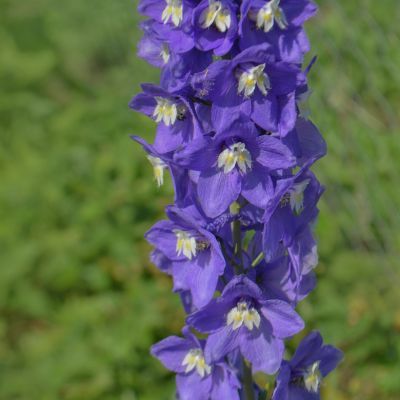 Pied d'Alouette Magic Fountain Blue - Leaderplant