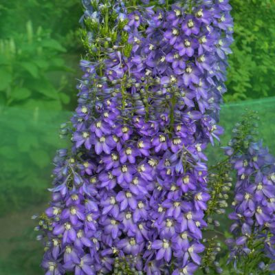 Pied d'Alouette Magic Fountain Blue - Leaderplant