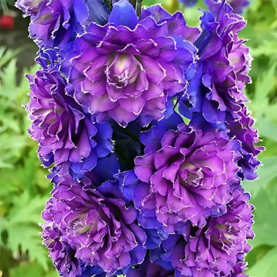 Delphinium Pied d'Alouette Sweet Sensation - Leaderplant
