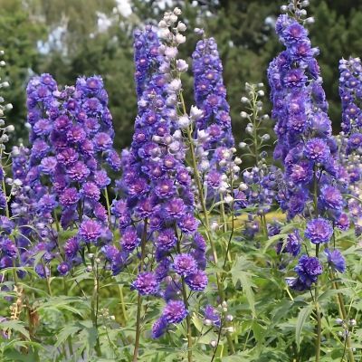 Delphinium Pied d'Alouette Sweet Sensation - Leaderplant
