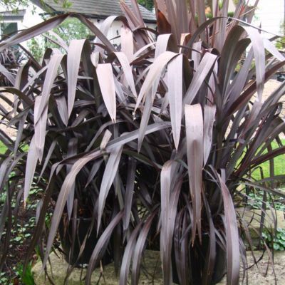  Lin de Nouvelle-Zélande Paï Paï Black Velvet - Leaderplant