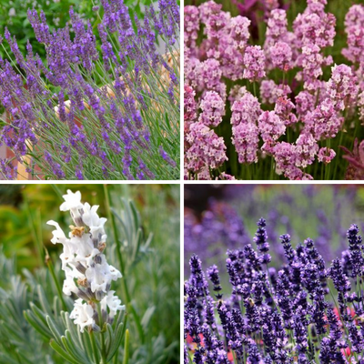 Collection de Lavandes variées - Leaderplant