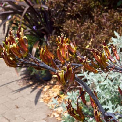  Lin de Nouvelle-Zélande Paï Paï Black Velvet - Leaderplant